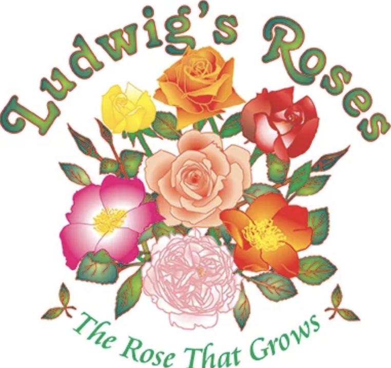 Ludwigs Roses Stellenbosch